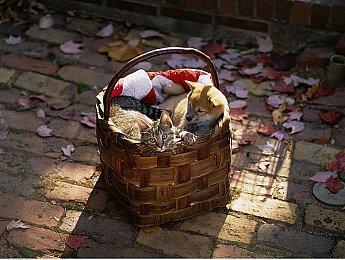 粉丝抱怨《龙腾世纪：影障守护者》配乐太烂 怀念3代